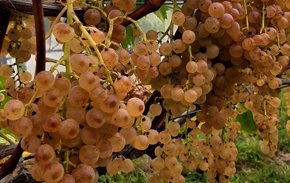 Garganega