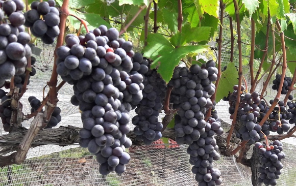 Uva Sangiovese
