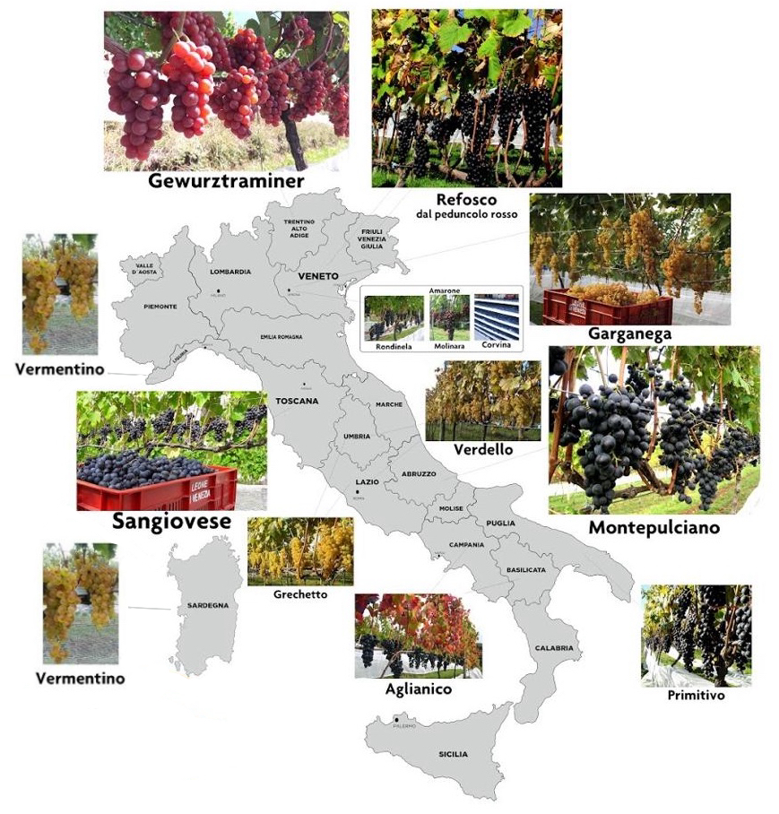 Mapa das Regiões Vinícolas da Itália e suas Uvas